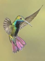 Colorful Humming Bird Photographic Print By Image By David G Hemmings Bird Colorful David Hemmings H En 2020 Colibri Fotos Pintura De Colibri Dibujos De Aves