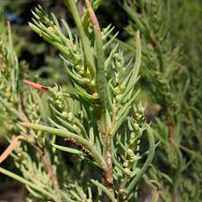 Image result for Suaeda sp. B