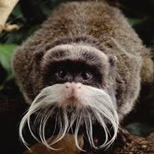 A wide variety of animals, birds and insects live in it. 47 Rainforest South America Ideas Rainforest South America Rainforest Animals