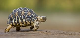 Image result for turtle