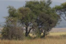 Image result for Ceropegia togoensis