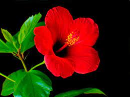 Decent Image Scraps Flower Animation Amazing Flowers Beautiful Flowers Flower Images