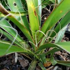 Image result for Platycaulos