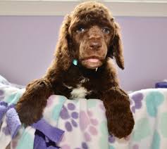 Maybe you would like to learn more about one of these? English Teddy Bear Goldendoodle Puppies For Sale In North Carolina By Above And Beyond Standards Above And Beyond Standards Premier Puppies In Nc Bernedoodle Goldendoodle Akc Poodle Sheepadoodle Puppies