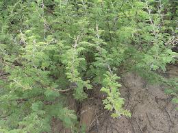 Image result for Acacia hebeclada