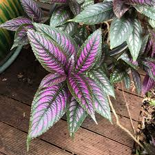 Image result for Kotschya strobilantha