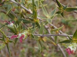 Image result for Cliffortia serpyllifolia