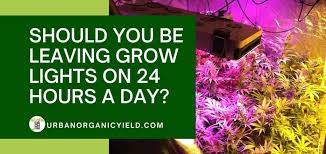 When growing indoors, your marijuana plants do not have environmental feedback telling them which season it is and fixed light spectrum led grow lights have been designed for both the vegetative and flowering stages. Should You Be Leaving Grow Lights On 24 Hours A Day