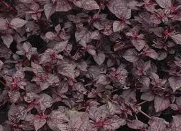 Image result for Iresine