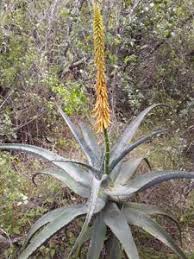 Image result for Aloe aculeata × globuligemma
