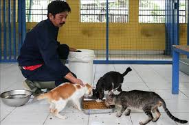 Sebelum memutuskan untuk memelihara kucing atau hewan apapun lainnya, anda. Razia Kucing Di Jakarta Antara Basmi Rabies Dan Perikehewanan
