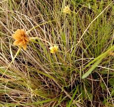 Image result for Cyperus obtusiflorus