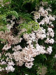 Image result for Jasminum breviflorum