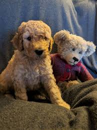 Darren is close friends with the crocketts and has partnered with crockett doodles. Goldendoodle Puppies For Sale Midland Mi 273954