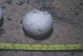 Image result for Cucumis humifructus