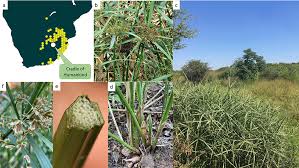 Image result for Cyperus margaritaceus