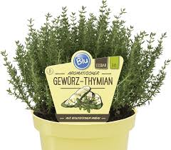 Gewürz-Thymian – Blu – Kräuter & Gemüse - So gesund kann lecker sein.