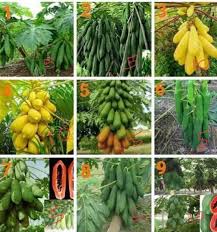 Jom tengok video ni sampai habis. Biji Benih Betik Dari Thailand 1 Kebun Kecil Tepi Rumah Facebook