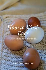 To do this, use something dry and. How To Wash Eggs The Elliott Homestead Clean Chicken Chicken Diy Chickens Backyard