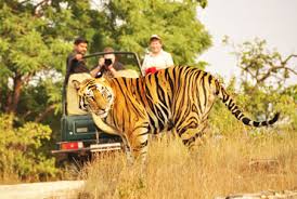 Bandhavgarh National Park — Madhya Pradesh Photo Credit: https://www.tourism-of-india.com
