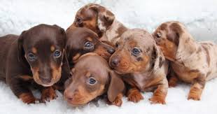 Mini dachshunds weigh under 11 pounds while a. Miniature Dachshund Puppies Nelspruit Dogs Puppies Public Ads