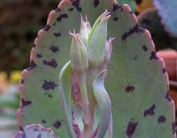 Spotted Kalanchoe Kalanchoe Marmorata Plants Amazing Flowers Cacti And Succulents