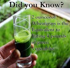 Spotlight On Wheatgrass Health Benefits Growing And Buying Tips Health Natural Health Health Tips