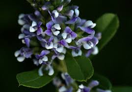 Image result for Otholobium foliosum