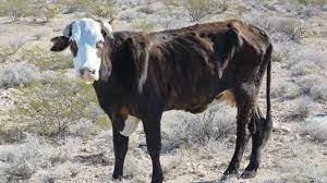 Ask The Rgj Are Cows Starving In Nevada Desert