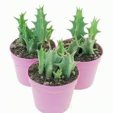 Image result for Orbea carnosa