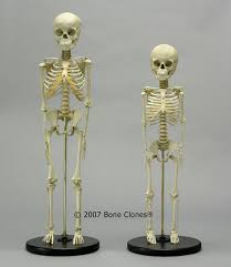 5 Year Old Skeleton Modern Vs Archaic Human Skeleton Anatomy For Artists 5 Year Olds
