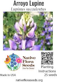 Image result for Lupinus mexicanus