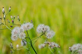 Maybe you would like to learn more about one of these? Bunga Bunga Indah Bunga Dandelion Foto Gratis Di Pixabay