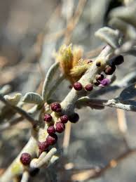 Image result for Apodanthaceae