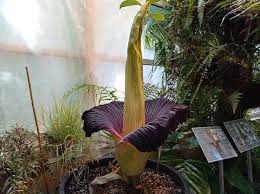 To duża gratka dla wszystkich entuzjastów botaniki! 6vlt4w Nhgwmem