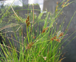 Image result for Fimbristylis complanata