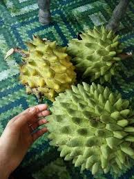 Typing tapai lai kasto chha. Buah Nona Kalau Cukup Masak Memang Manis Pandan Fruit Food