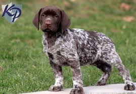 There is the german shorthaired pointer, german wirehaired pointer, english setter, among others. Puppy Finder Find Buy A Dog Today By Using Our Petfinder German Shorthaired Pointer German Shorthaired Pointer Dog Pointer Puppies