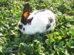 Poze cu iepurasi 2020, imagini si poze haioase 2019, fotografii si poze amuzante 2018, foto si poze frumoase cu caini si pisici din 2021 si 202 ; Poze Haioase Cu Iepuri Koolboy