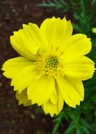 Blue salvia (like this one) gift these cheery yellow blooms to someone celebrating a new job, a new home, or a new addition to. Cosmos Sulphureus Wikipedia