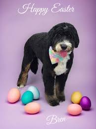 Doodles 'N More Grooming added...