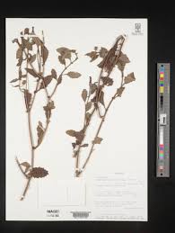 Image result for Crassocephalum vitellinum