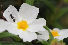 The ants were coated with pollen after three days. 16 Examples Of Pollinators With Pictures Wildlife Informer
