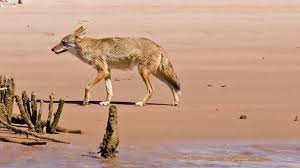 In addition to the international residential building, plumbing, electrical, mechanical, fire codes and 2015 international swimming pool and spa code, the town enforces a zoning, subdivision, and a code of general ordinances. Fontaine Charters Spots Coyote Swimming Across South Edisto River