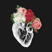 Anatomical Heart Anatomical Heart Art Anatomy Art Human Anatomy Art