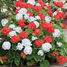 Zonal Geraniums Annual Bedding Plants Red Geraniums Geraniums