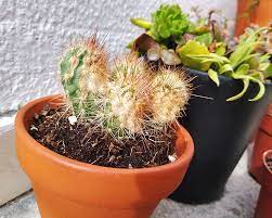 If your cactus is turning yellow at the top(chlorotic tissue), it could be a number of different things. Cactus Yellowing Issues Fix What To Do If Your Cactus Turns Yellow