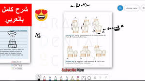 Managing the developing occlusion | pocket dentistry. Occlusion Of Primary Teeth Youtube