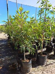 Image result for Cunonia capensis