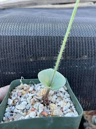 Image result for Eriospermum roseum